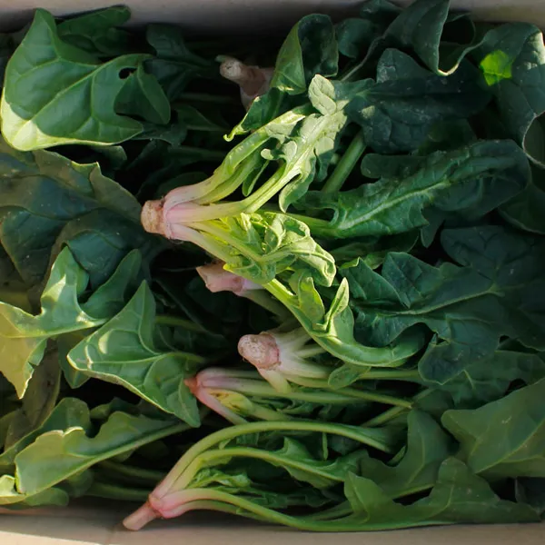 국내산 남해 설탕 시금치 1kg 산지직발송 선택구매 1. 일반 설탕 시금치 1kg