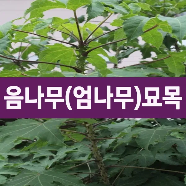 [나무의모든것] 가시있는 음나무묘목 1~2년생, 가시없는 민엄나무 1년생, 1개