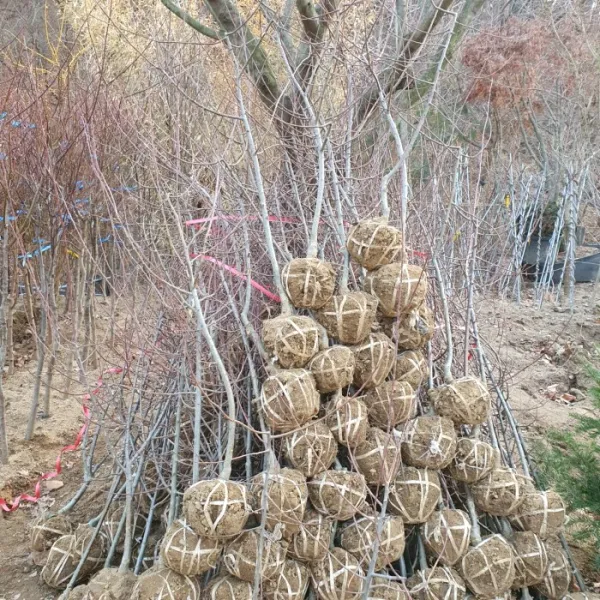 [꽃나무] 서부해당화 중형 묘목(직경 2cm) 수사해당