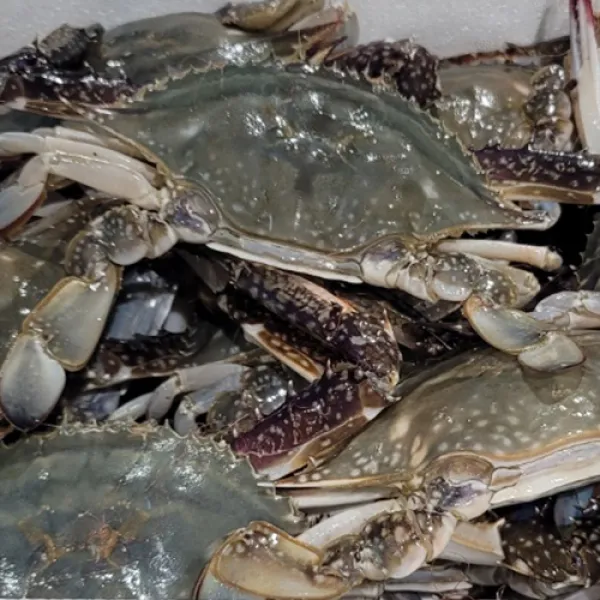 국내산 서해 연평도 급냉 꽃게 속이 꽉 찬 알배기 암꽃게 숫꽃게 1kg 2kg, 연평도 중자 암꽃게 2kg(7~13미)