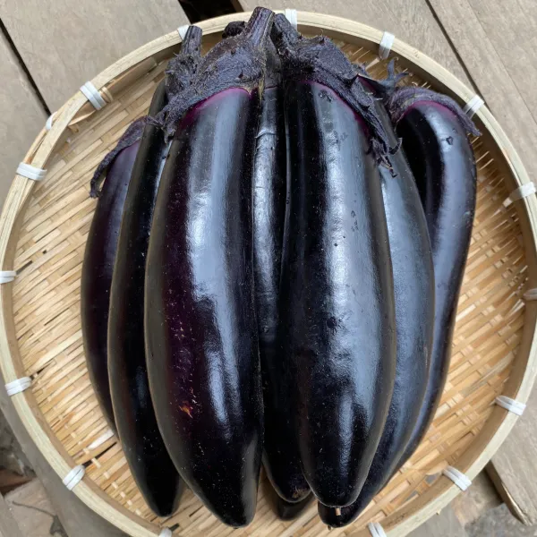 지구별장터 국내산 특품 가지 햇가지 1kg (약 7개~9개)