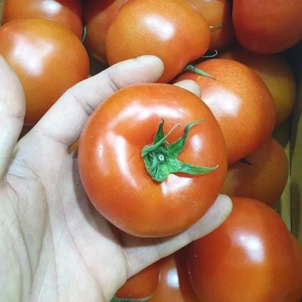 가람상점 고소한 못난이 쥬스용 덜익은 완숙 토마토 10kg 5kg 3kg, 1개, 완숙 토마토 1~3번과 대과중과5 kg