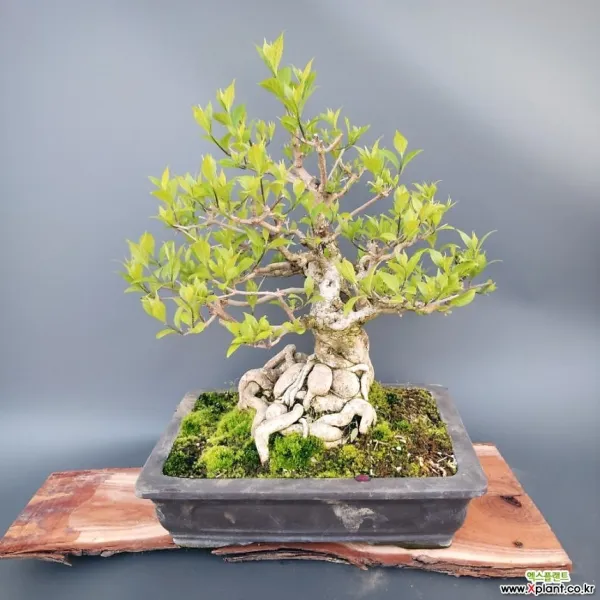 나무사랑 좀작살나무분재 50*40 