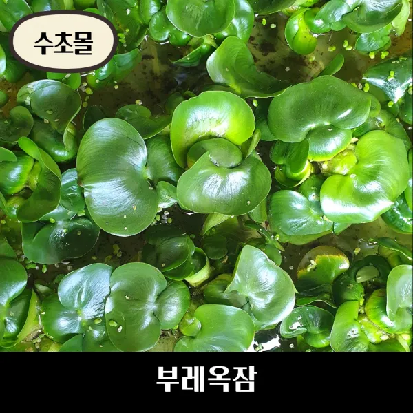 [수초몰] 부레옥잠 / 대표적인 부상수초
