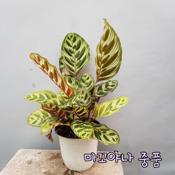 콩플라워 마꼬야나 중품 수입식물 상처있어요