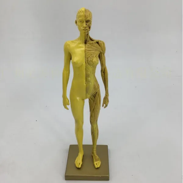 전신 인체모형 30cm 그림 모델 근골격계 해부학 아트 스케치 그리기 연습, 30CM 옐로우 여성