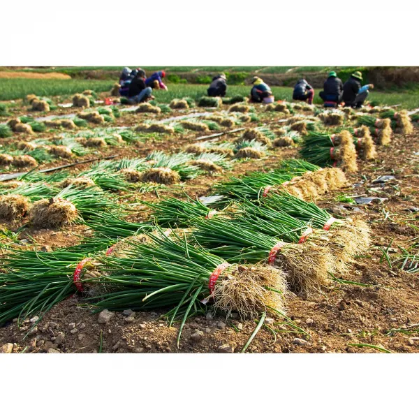 야채삼촌 전라도 흙쪽파 1단 (1kg 내외)