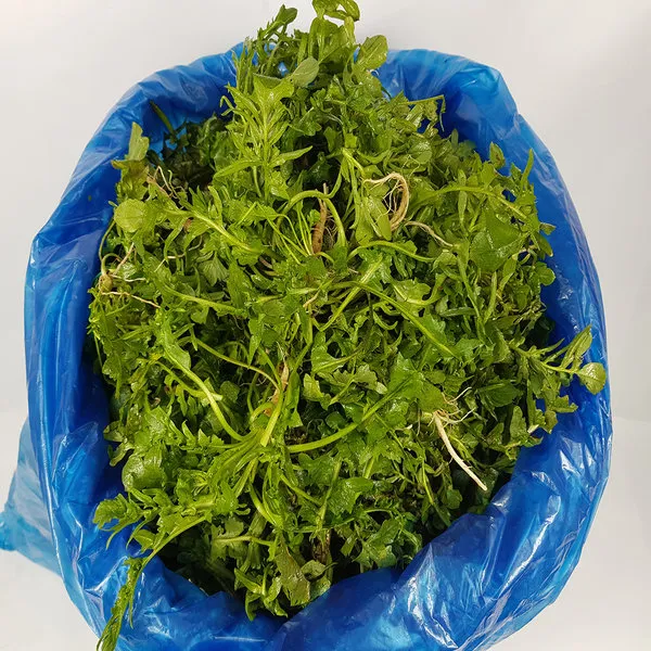 국산 냉이 4kg 행복한식탁, 단일상품