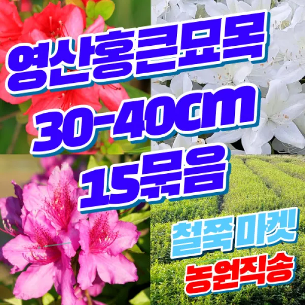 (15묶음 영산홍 큰묘목 빨강 30~40cm 전후 또는 이상 15개) 철쭉마켓 철쭉 묘목 꽃 나무 영산홍 연산홍 베니 정원 마당 조경수 정원수 울타리 화목류 철죽 농원 울타리, 영산홍빨강색 15개(30~40cm전후또는이상)