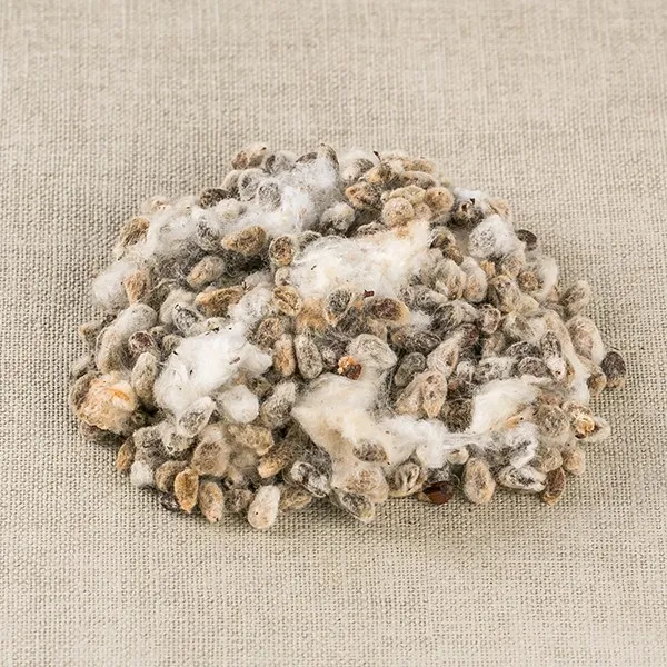 국산 목화씨(면화자) 100g 목화 목화씨앗, 16GB_국산 목화씨(면화자) 100g