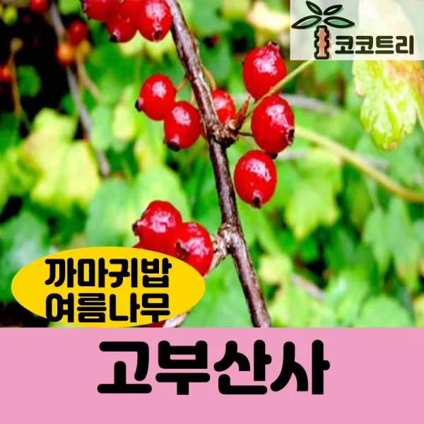 [코코트리] 까마귀밥여름나무 (고부산사) 묘목, 1개, [10주묶음] 실생1년