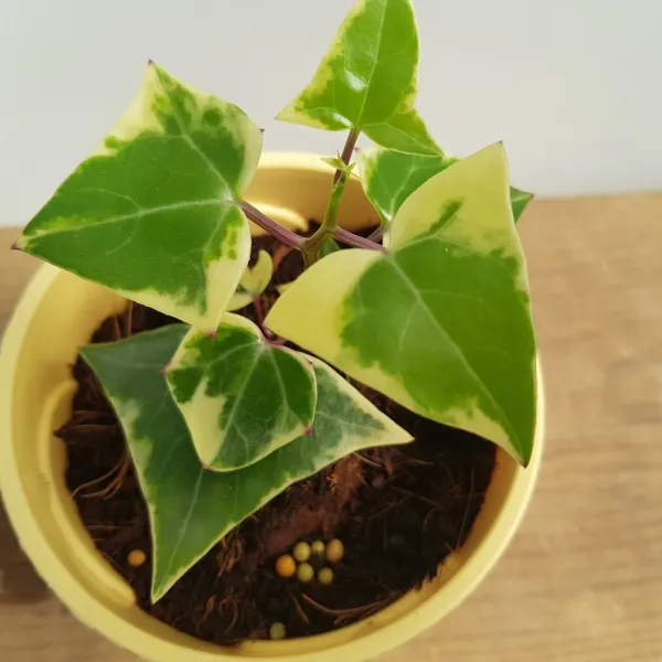 조이플랜트 세네시오마크로글로소스