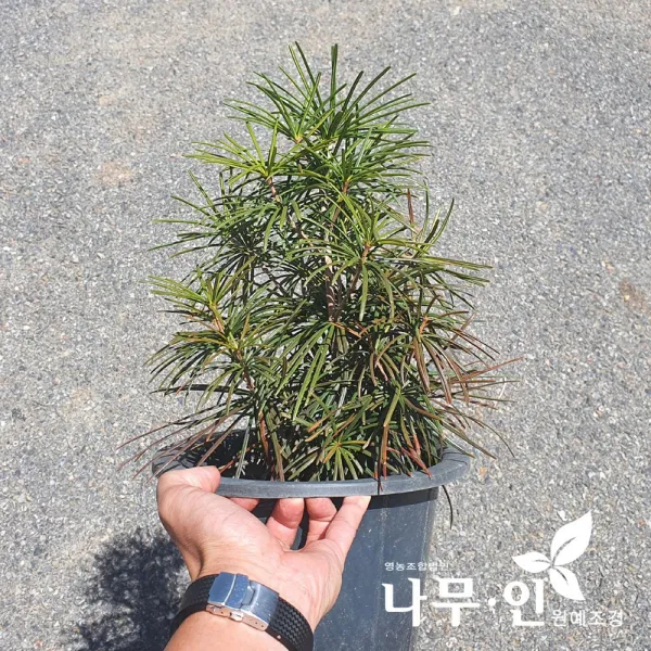 [나무인] 금송 10년생 화분