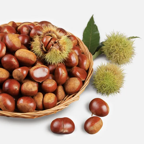 공주 부여 토종햇밤 2kg 3kg 4kg