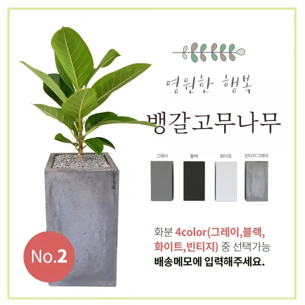 이브가든 15종 공기정화식물 4color 중품 (고무나무 벵갈고무나무 크로톤 떡갈잎고무나무 몬스테라 산세베리아 아레카야자 금전수 율마 스투키 송오브인디아 여인초 녹보수 귀면각 콤팩타), 1개, No.2 뱅갈 고무나무 70cm+화분+물받침