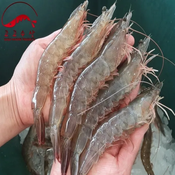 고고수산 20년도 당일조업한 국내산 왕새우 1kg 35~40미 새우 대하 생새우 1개 1kg