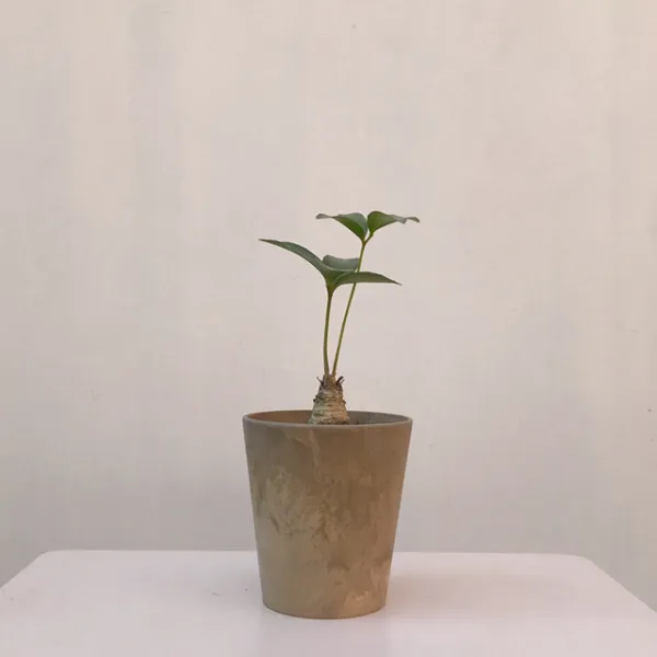 Wgarden 멕시코소철 실내공기정화식물 인테리어화분