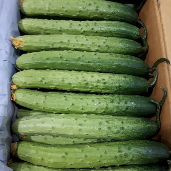 새벽들 백오이특품(2개 5개 10개 10kg), 1box, 10kg(50개내외)