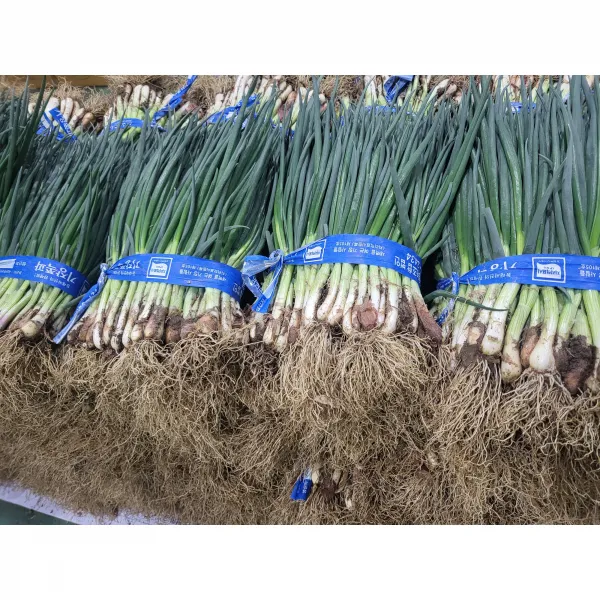 <도도> 싱싱한 국내산 흙쪽파,1kg #품질보증#
