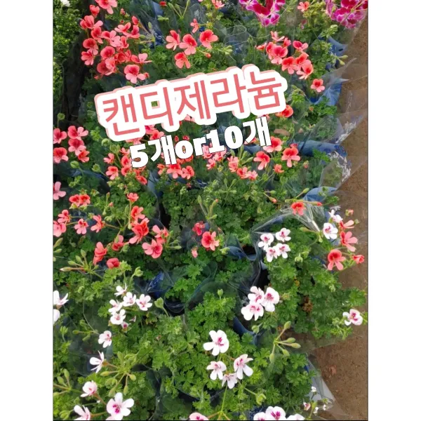 캔디제라늄-5개or10개/향이 강해 예전부터 제라늄의 일종