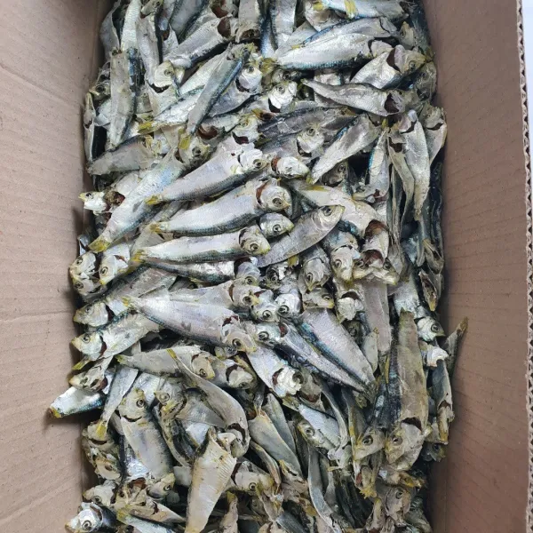 장가디포리 어부가 갓잡은 남해안 최상급 청디포리 200g 1.5kg 1개