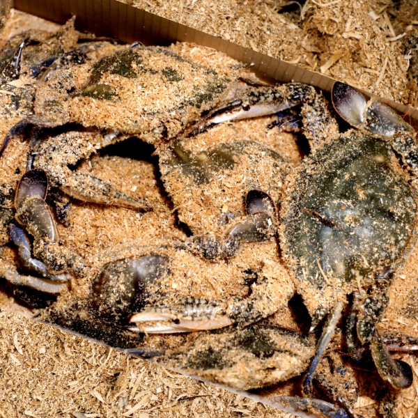 [당일조업] 톱밥 꽃게 서해안 태안 신진도 가을 활꽃게 숫꽃게 암꽃게 2kg 3kg