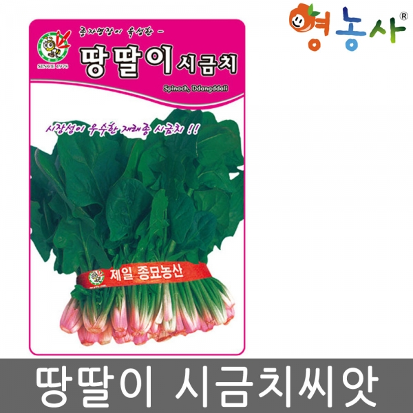 땅딸이시금치 35g 씨앗 월동시금치씨앗 시금치씨앗
