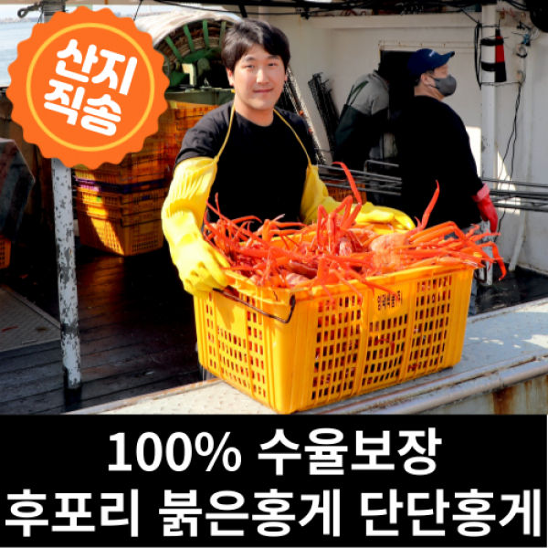 산지직송 포항 울진 후포리 구룡포 프리미엄 고급형 실속형 자숙 홍게 붉은 대게 당일발송, 1. 실속형B급 10미 3kg