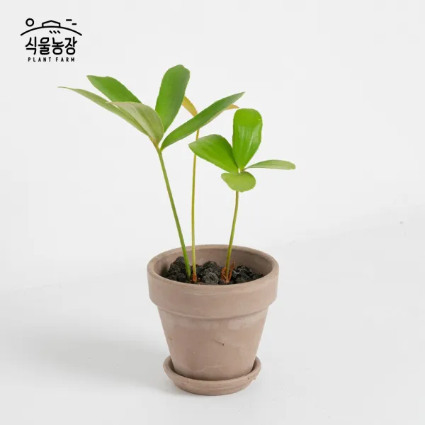 식물농장 멕시코소철 미니화분 이국적인 느낌의 소철, 1개, 이태리토분+그라파이트(회갈색)