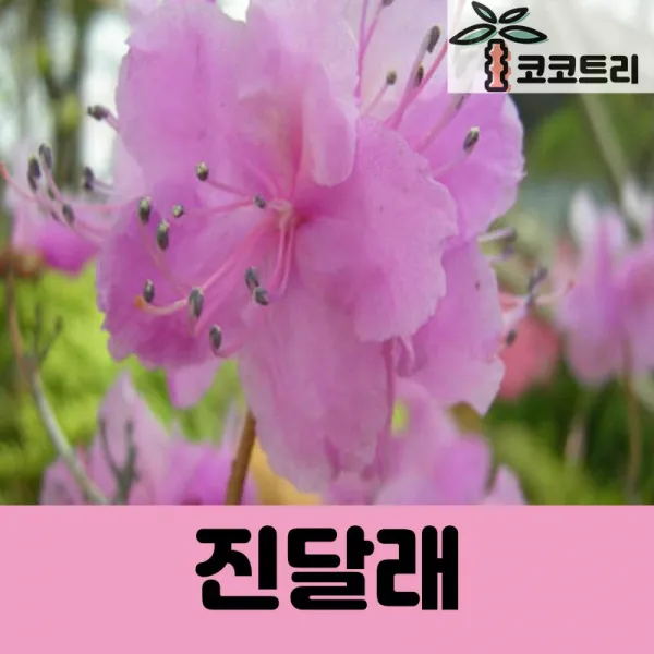 [코코트리] [꽃나무] 진달래 나무 묘목, 1개, 진달래 키50cm내외(분)
