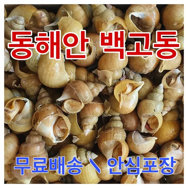 유성일등 국내산 백고동, 2박스, 2kg 내외