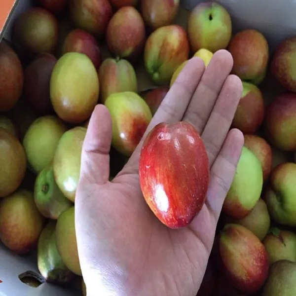 오오푸드 천도복숭아 1kg