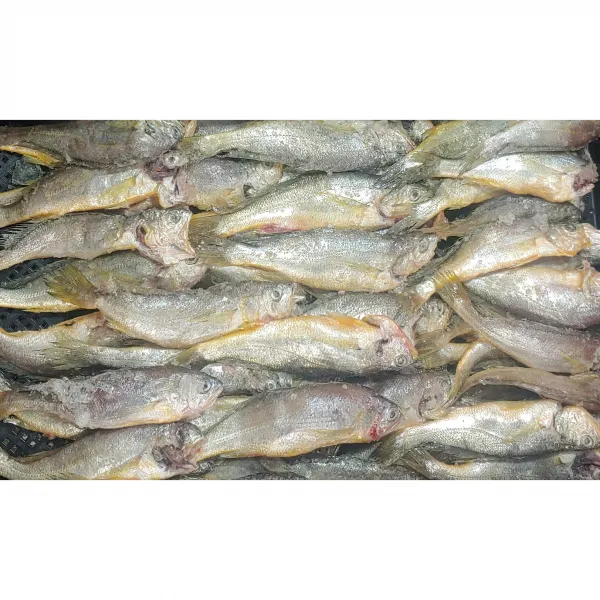 씨알좋은 목포 파조기 3kg(45마리) 5kg(70마리)15kg(190마리), 파조기3kg