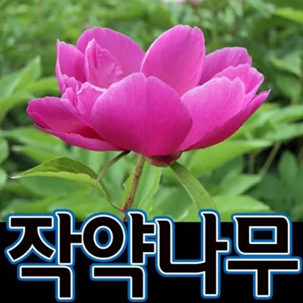순희농장 알뿌리구근, 작약포트, 4개