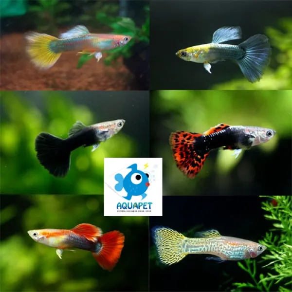 [구피] 1500 수컷 7마리+1마리서비스, 1개