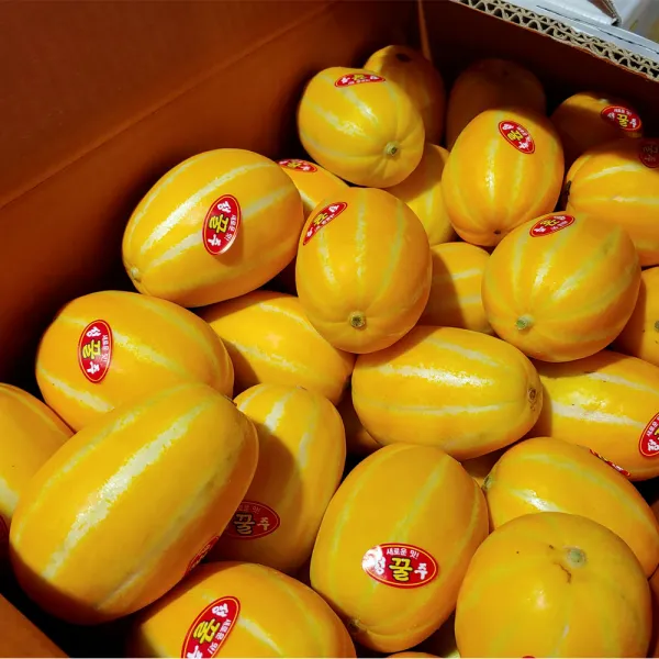16브릭스이상 프리미엄 성주 꿀참외, 정품, 3kg 소과 (13-18과)