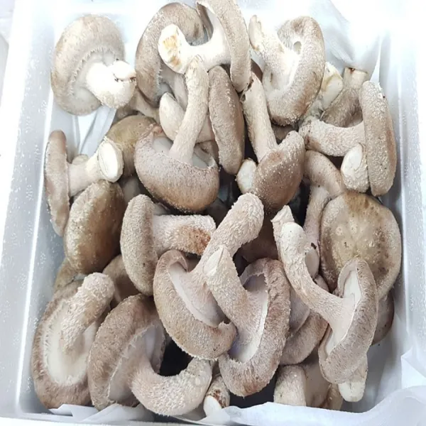 [산지직송선물용]착한송이송향버섯 송화고버섯 오전11시전주문시 내일도착(주말 및 공휴일 제외), 1박스, 500g알뜰형