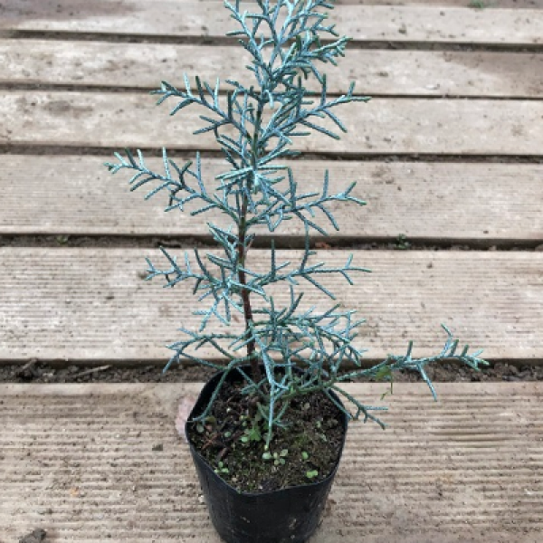 <뷰티풀 농원> 블루아이스, 1개, 블루아이스 키25cm 내외 포트