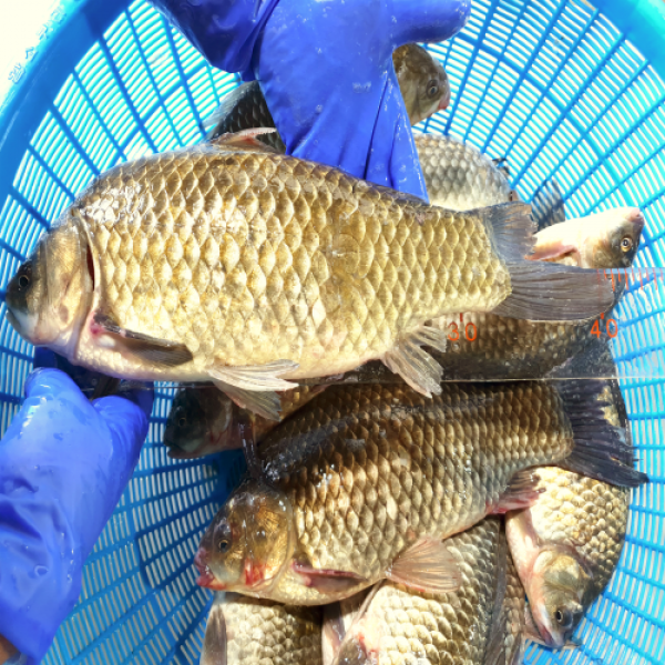 특별할인판매 고산민물수산 붕어 1kg(2마리) 국내산 손질, 1kg(냉동 손질 )