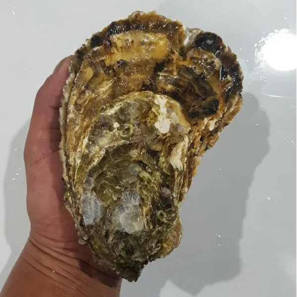 (통영 성우수산) 석화(각굴) 통영 최상급 개체굴 사계절굴 1Kg(2~3미) 삼배체굴 프리미엄굴 석화 여름생식용굴 해외수출용굴 통굴 각굴