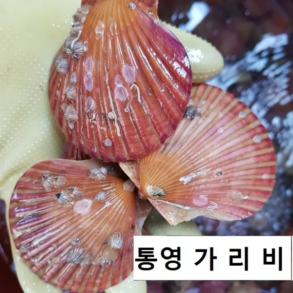 가리비 3kg 5kg 오후7시 이전 당일발송 (토요일제외), 1box