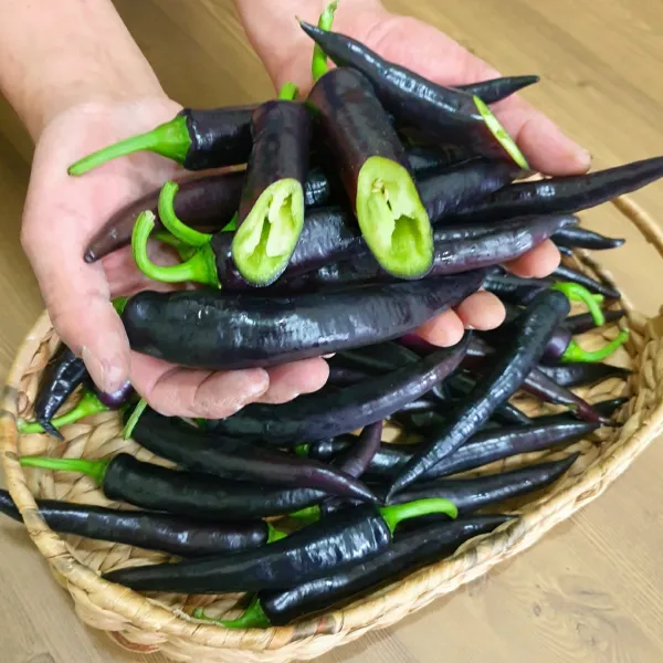 아삭한 가지 고추 500g 1kg 2kg