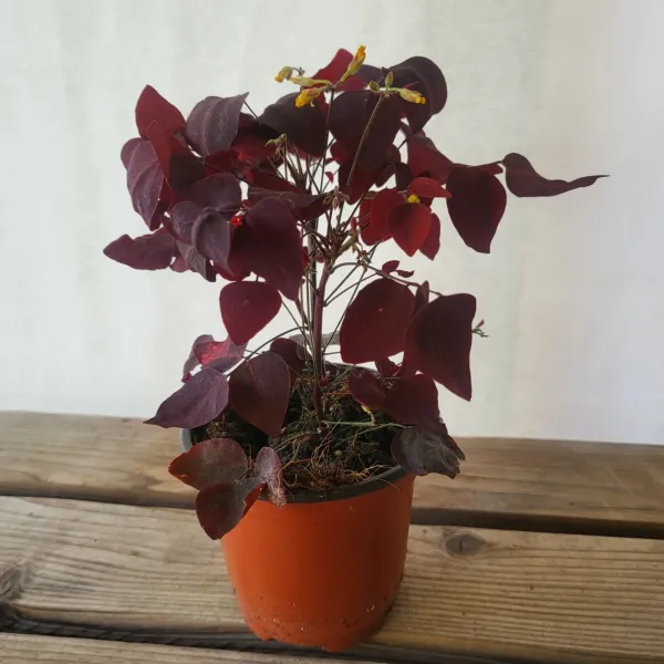 10-25cm 나비단풍 소품 희귀식물 야생화 139