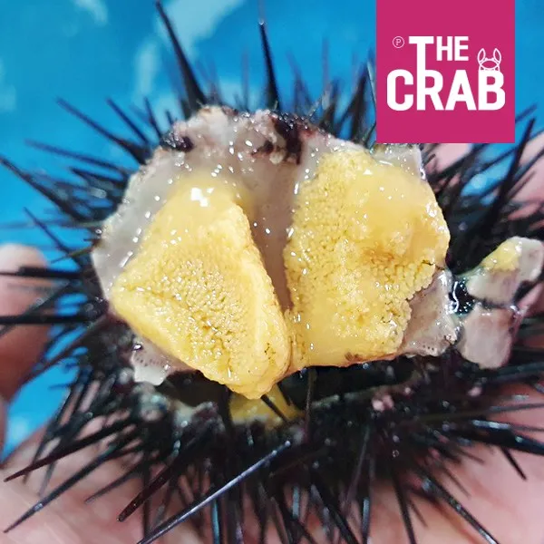 더꽃게 울진 자연산 생물 성게알 우니 500g, 1개