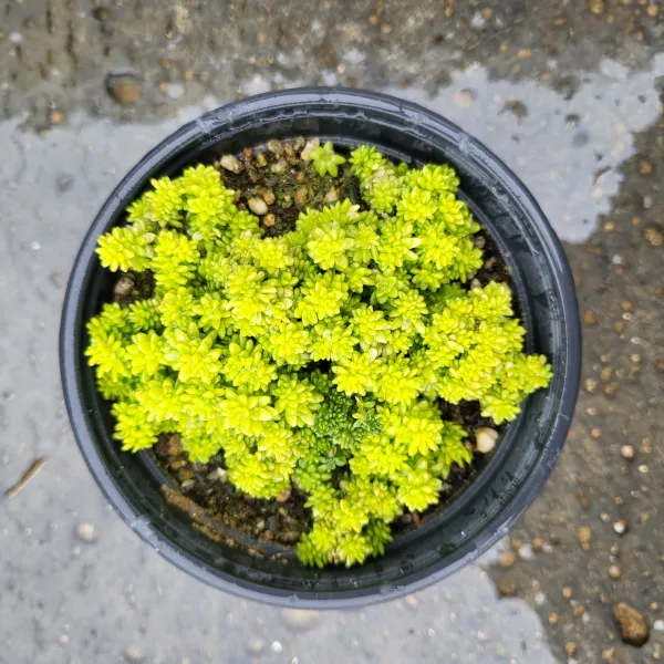 황금세덤
