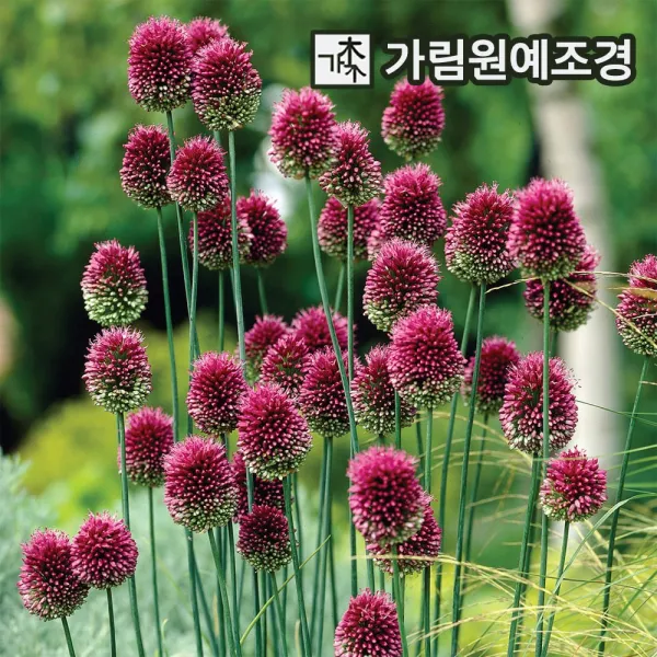 알리움 8종 구근 모음전 글래디에이터 드럼스틱 기간티움 마운트에베레스트 엠버서더 크리스토피 럭키벌룬 2023년 신상품 가림원예조경