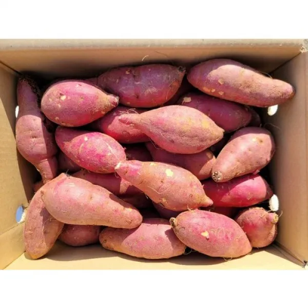 푸드팜 꿀고구마 3kg 5kg 10kg 한입 중 상 특 3kg 중 