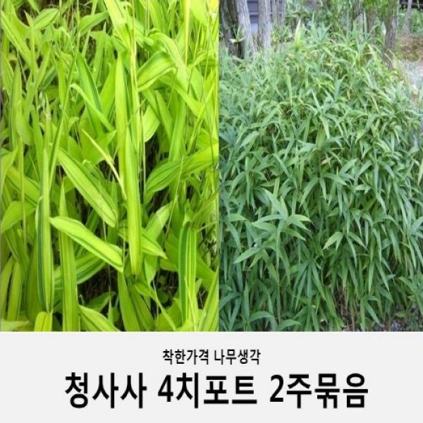 착한가격 나무생각 청사사 4치포트 2주묶음