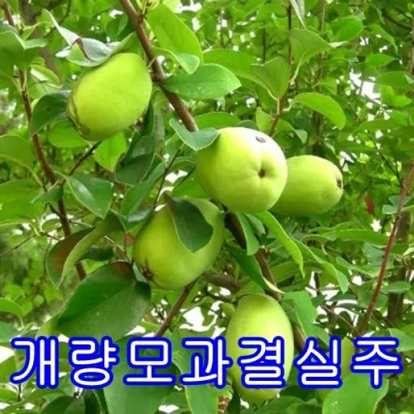 개량모과결실주.묘목.나무묘목.유실수.꽃나무.과실수 1그루