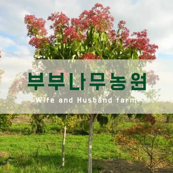 칠자화 키150cm X 폭 60cm이상